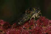 cicada 9-16-06 on summer poinsettia full body view darker great focus.jpg (136204 bytes)