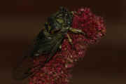 cicada 9-16-06 on summer poinsettia full body view darker.jpg (138915 bytes)