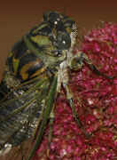 cicada 9-16-06 on summer poinsettia full body view great focus.jpg (151030 bytes)