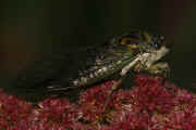 cicada 9-16-06 on summer poinsettia full body view horizontal darker.jpg (132248 bytes)