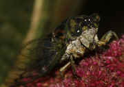 cicada 9-16-06 on summer poinsettia heading upward.jpg (123448 bytes)