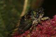 cicada 9-16-06 on summer poinsettia leaf bkg.jpg (113293 bytes)
