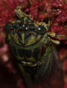 cicada 9-16-06 on summer poinsettia upside down head on.jpg (128077 bytes)