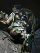 cicada front night brighter cropped.jpg (112001 bytes)
