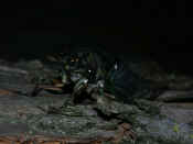 cicada front wings exposed night.jpg (136979 bytes)