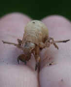 cicada nymph in hand front view cropped.jpg (106203 bytes)