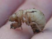 cicada nymph in hand side view cropped.jpg (112151 bytes)