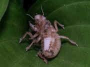 cicada nymph in leaf underside view 3 cropped.jpg (132314 bytes)