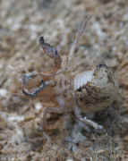 cicada nymph on back on wood cropped.jpg (147663 bytes)