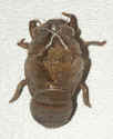 cicada skin.jpg (112018 bytes)