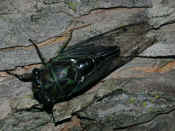 cicada top night.jpg (137199 bytes)