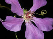 clematis 2.jpg (111863 bytes)