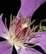 clematis 4 cropped.jpg (128907 bytes)