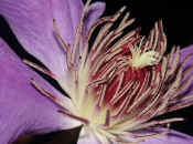 clematis closeup cropped.jpg (125804 bytes)