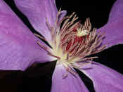 clematis closeup.jpg (127377 bytes)