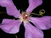 clematis.jpg (121636 bytes)