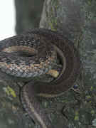 coiled up in tree facing right flash.jpg (118910 bytes)