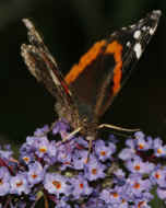 colorful butterfly 8-25-06 drinking nectar front view.jpg (116025 bytes)
