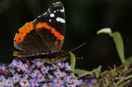 colorful butterfly 8-25-06 full view slightly oof.jpg (120934 bytes)