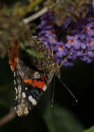 colorful butterfly 8-25-06 hanging upside down 1.jpg (116938 bytes)