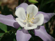 columbine lavender white front view flash brighter stamens focused.jpg (95133 bytes)