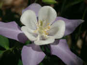 columbine lavender white front view flash center focused.jpg (92171 bytes)