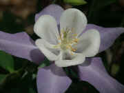 columbine lavender white front view flash stamens focused.jpg (134184 bytes)