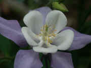 columbine lavender white front view stamens focused.JPG (126297 bytes)