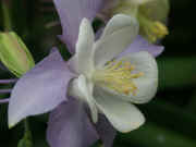 columbine lavender white stamens in focus.jpg (124801 bytes)