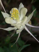 columbine white one flower closeup uncropped.jpg (130867 bytes)