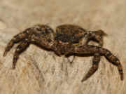 crab spider 10-10-06 front view.jpg (114978 bytes)