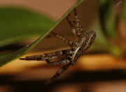 crab spider 10-10-06 on underside of leaf 2.jpg (132029 bytes)