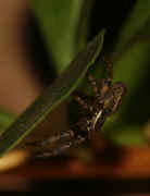 crab spider 10-10-06 on underside of leaf.jpg (132410 bytes)