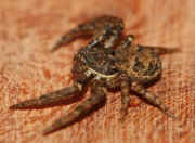 crab spider 10-10-06 side view facing left.jpg (126116 bytes)