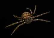 crab spider 10-10-06 suspended.jpg (109033 bytes)