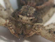 crab spider best face cropped.jpg (151475 bytes)