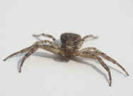crab spider front view 2.jpg (157344 bytes)