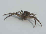 crab spider front view 3.jpg (122174 bytes)