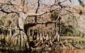 cypressintheswamp postcard.jpg (122928 bytes)