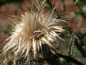 dead thistle.jpg (115586 bytes)