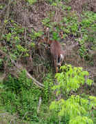 deer foraging 1 cropped.jpg (163581 bytes)