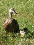 duck with ducklings 1 cropped.jpg (141347 bytes)