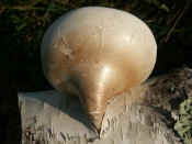 ear fungus back view of fresh one bell up.jpg (123277 bytes)