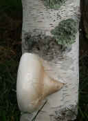 ear fungus back view of fresh one cropped.jpg (101663 bytes)