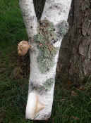 ear fungus complete view from back angle 2 cropped.jpg (122303 bytes)