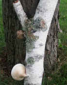 ear fungus complete view from back cropped.jpg (128821 bytes)
