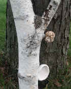 ear fungus complete view from front cropped.jpg (130555 bytes)