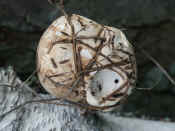 ear fungus dead closeup.jpg (129437 bytes)