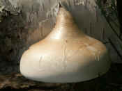 ear fungus origin bell downward.jpg (111695 bytes)