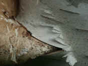 ear fungus origin super closeup.jpg (128076 bytes)